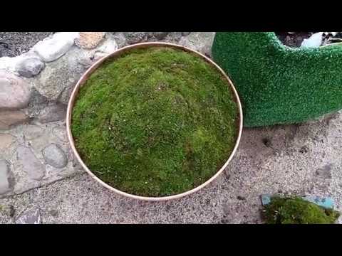 Видео: Мох растет сам по себе или размножим спорами. Легко