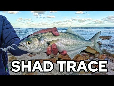 Видео: ЛУЧШИЙ СПОСОБ ЛОВЛИ ШЭДА | использовать сейчас