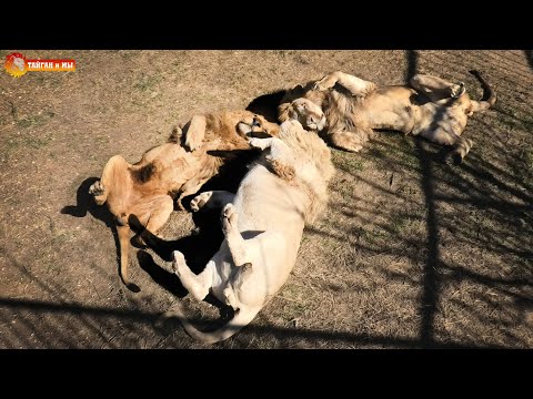 Видео: Весна - львы сошли с ума 😄 Такого мы еще не видели! Тайган. Spring - the lions are crazy 😄 Taigan.