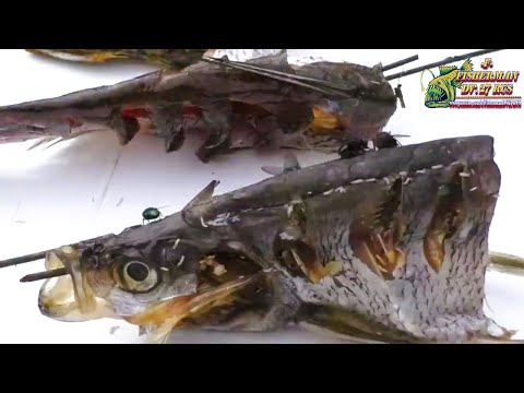 Видео: РЫБА И МУХИ. Проверяю пять самых популярных способов избавиться от мух при вялке рыбы, какой лучше