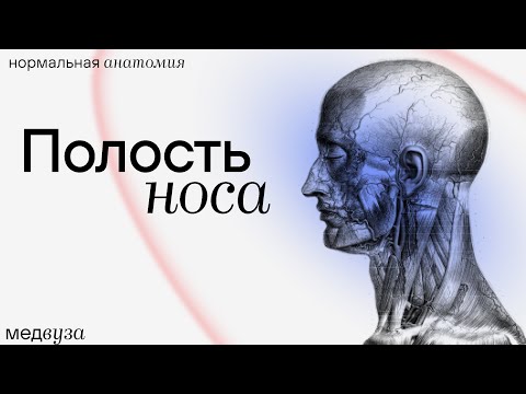 Видео: Полость носа