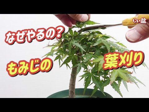 Видео: [Нужно ли обрезать листья японских кленов?] / Для начинающих / Как сделать бонсай