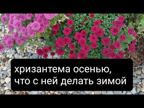 Видео: Хризантема осенью,что с ней будет дальше,как сохранить, какие есть варианты 