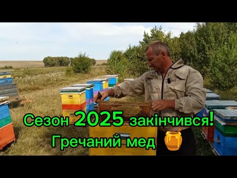 Видео: Гречаний мед 🍯. Останній медонос. Сезон 2025 закрито! Хух!!!