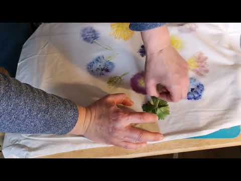 Видео: Печать живыми цветами  на ткани. Вбивание цветов в ткань. ECO print by flowers on fabric.
