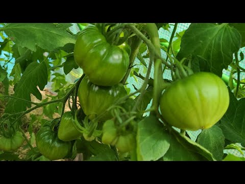 Видео: Шикарные томаты на БАРМАТУХЕ могут вырасти и без дополнительных подкормок .