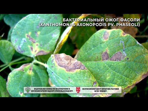 Видео: Бактериальный ожог фасоли (Xanthomonas axonopodis pv. phaseoli)