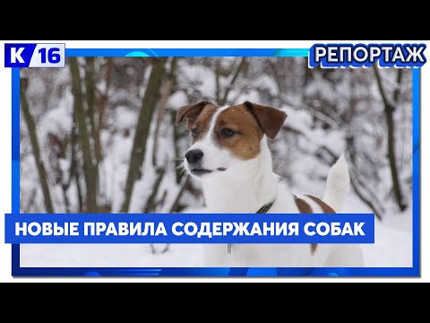 Видео: С 2025 года вступили в силу новые правила для владельцев собак