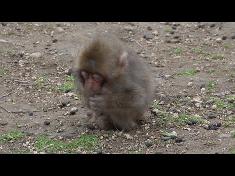 Видео: Битва за Еду: Как Обезьяны Дерутся за Пищу! / monpai monyet baby bibi monkey