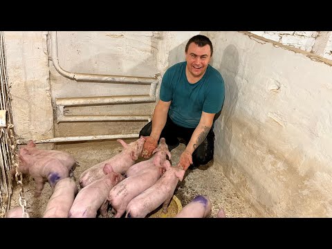 Видео: Будем приучать здесь!🐷Поставили им гнездо!🐔🪺