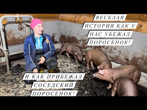 Видео: Продали трактор и коз! Купили овец и поросят! Новости КФХ! Развиваем сельское хозяйство!