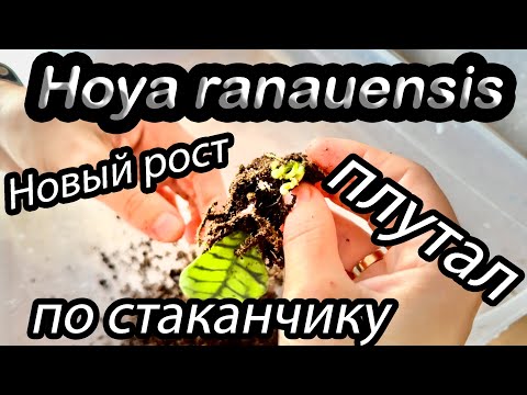 Видео: Hoya ranauensis- новый рост плутал по стаканчику!