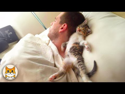 Видео: Самые милые моменты кошек с их хозяевами