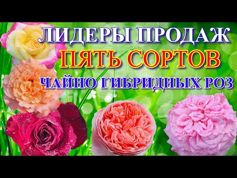 Видео: Лидеры продаж. Пять сортов чайно гибридных роз.