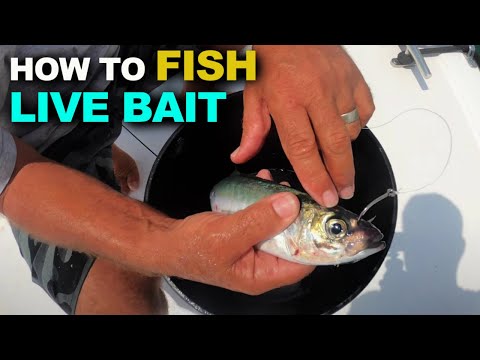 Видео: Как ловить рыбу на живую наживку | Советы по ловле желтохвоста