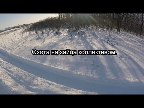 Видео: Охота на зайца коллективом.