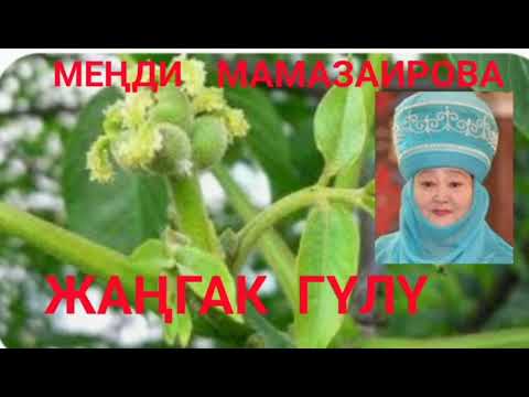 Видео: Жаңгак гүлү. Меңди Мамазаирова