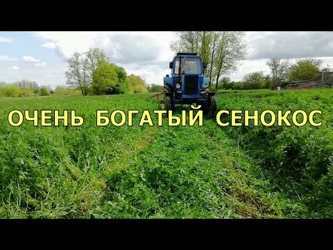 Видео: ОЧЕНЬ БОГАТЫЙ СЕНОКОС 2023. Косим люцерну на сено.