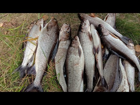 Видео: ХАРИУС на ТАЕЖНОЙ речке. РЫБАЛКА 2021 на спиннинг в тайге.