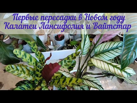 Видео: Пересадка калатей Лансифолия и Вайтстар.