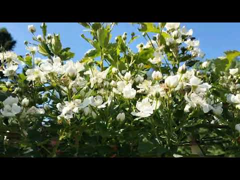 Видео: Плантація ожини: кількість квітки ожини сорту Натчез