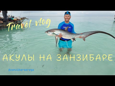 Видео: СЕРЕГА ЗАНЗИБАР Утренняя прогулка по пляжу Kendwa