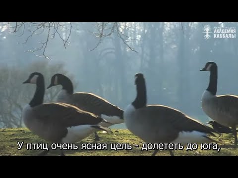 Видео: Когда переходишь грань жизни и смерти. Взгляд каббалиста