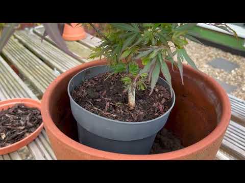 Видео: Японские клены: как пересаживать, обновлять посадку и избегать проблем, вызванных плохим дренажем...