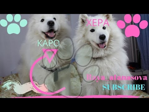 Видео: 🐾Да имаш САМОЕДИ?! 🐾 / pet tag / 🐾
