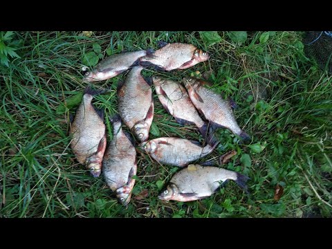 Видео: РЫБАЛКА НА ЛЕЩА🐟. ВОЛГА. МОНТАЖ, ПРИКОРМКА, САЛО, ПОРОЛОН И ШТАТИВ В РАБОТЕ😉