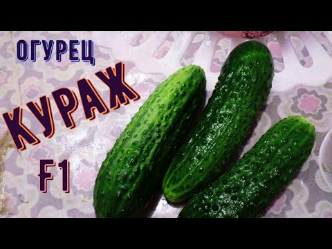 Видео: огурец Кураж F1