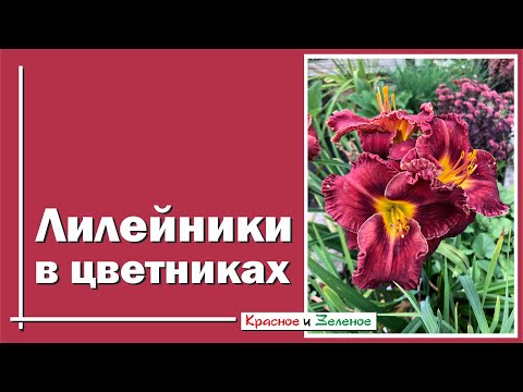 Видео: Лилейники. Как найти лучшее место в цветнике