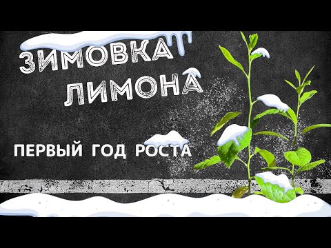 Видео: Зимовка лимона из косточки. Первый год роста