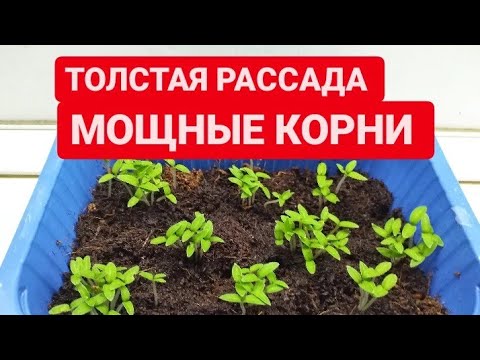 Видео: Вся правда о кокосовом субстате. ТОЛСТАЯ РАССАДА за неделю. Мощные корни ЗА 5 ДНЕЙ