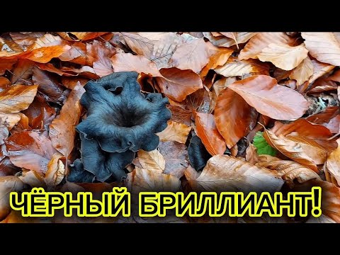 Видео: ЧЁРНЫЙ ГРИБНОЙ БРИЛЛИАНТ В НАШЕМ ЛЕСУ!
