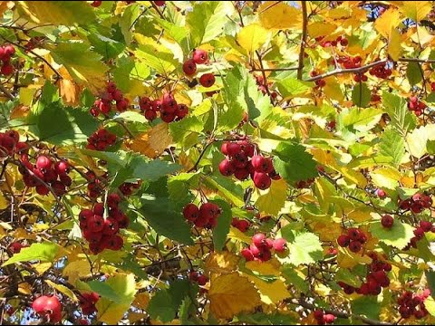 Видео: Редкие плодовые и ягодные культуры. Лекция Мария Газнюк