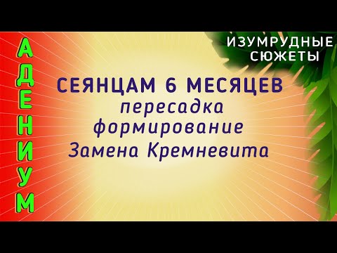 Видео: Адениум. Пересадка И Формирование Корневой В 6 Месяцев. Состав Грунта. Замена Кремневита на Клампи.