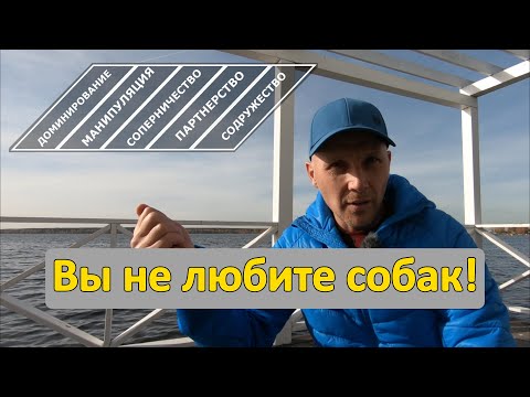 Видео: Вы не любите собак! #воспитаниесобак #НЕдрессировка #собаки #домашниеживотные #кликердрессировка