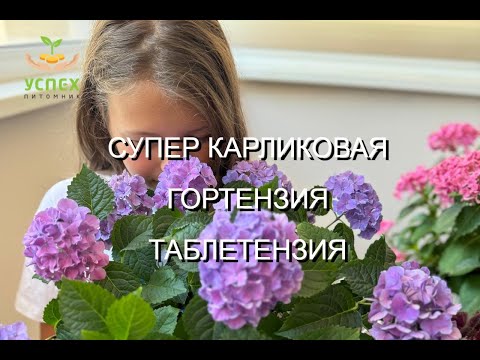 Видео: СУПЕР КАРЛИКОВАЯ КРУПНОЛИСТНАЯ ГОРТЕНЗИЯ