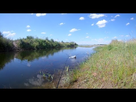 Видео: Змееголов на спиннинг. Река Или.