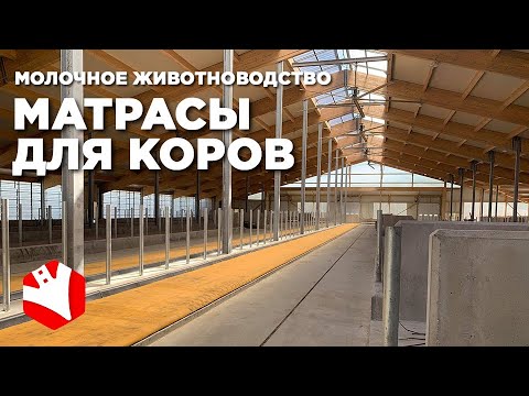 Видео: Обустройство молочной фермы | Матрасы для коров | Молочное животноводство