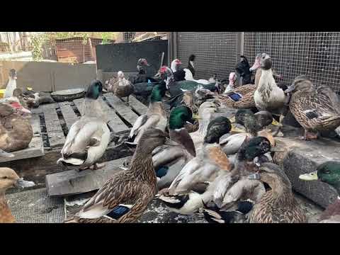 Видео: Дикие утки. Как кормить. Разведение. Окрас./ Wild ducks: How to feed and breed/ Eng.& Spanish subs