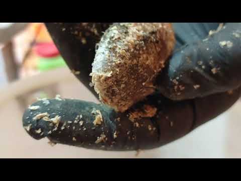 Видео: Триходерма. Борьба с гибелью червя. Часть 1.