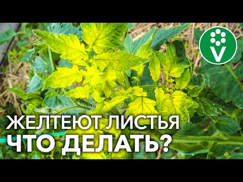 Видео: ЖЕЛТЕЮТ ЛИСТЬЯ У ТОМАТОВ? Главная причина и простое решение проблемы