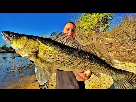 Видео: ТРОФЕЙНІ СУДАКИ на ДЖИГ!😱 Весняний ЖОР СУДАКА 2025! Ловля Судака на Дніпрі в Квітні