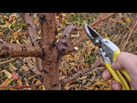 Видео: Основні правила обрізки ПЕРСИКА на врожай, незалежно від віку дерева