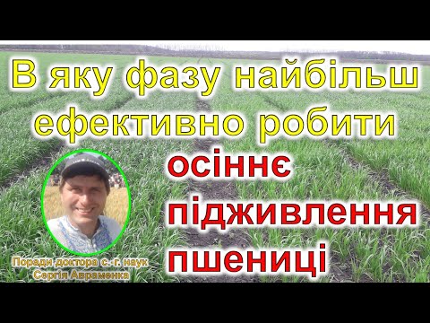 Видео: В який період осіннє підживлення пшениці найбільш ефективне