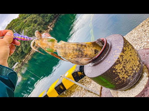 Видео: Оставить только что пойманное существо в банке