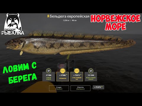 Видео: ОТЛИЧНАЯ ТОЧКА ДЛЯ ФАРМА С БЕРЕГА НА НОРВЕЖСКОМ МОРЕ В РУССКОЙ РЫБАЛКЕ 4 РР4