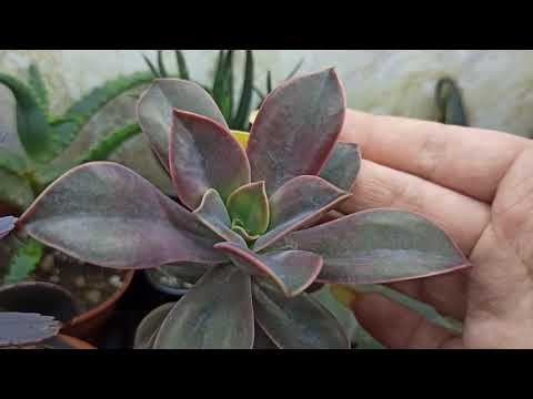 Видео: Обзор моей коллекции суккулентов. Часть 3